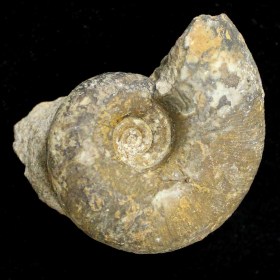 Pseudohaploceras sp._ammonite_Barremiense_Morroco