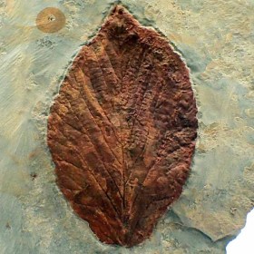 Hamamelites-inaequalis-Paleocene-Montana,USA