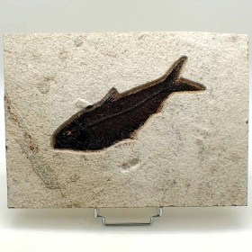 Knigthia_alta_Eocene-wyoming,USA_fisch fossil