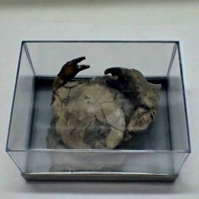 Urna-caja-plastico-para fosiles y minerales delicados