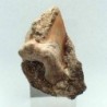  Otodus obliquus
