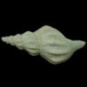 Fasciolariidae sp.