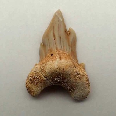 Otodus obliquus Otodus obliquus