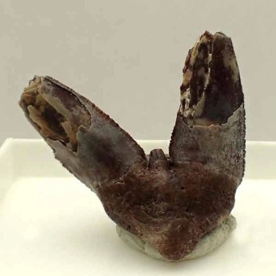  Xenacanthus sp.
