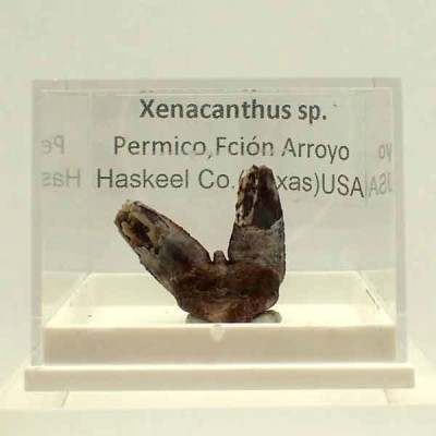  Xenacanthus sp.