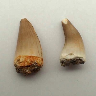 Eremiasaurus heterodonthus Eremiasaurus heterodonthus