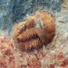  Ductina vietnamica