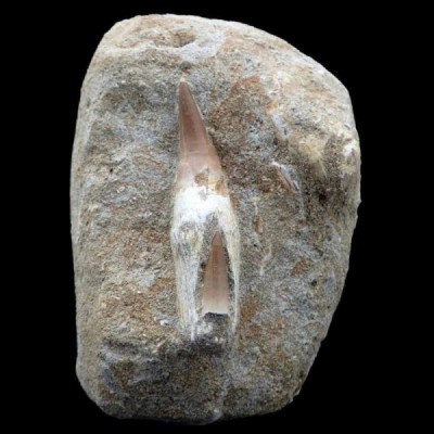 Eremiasaurus heterodonthus Eremiasaurus heterodonthus
