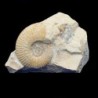  Hecticoceras(Chanasia)sp