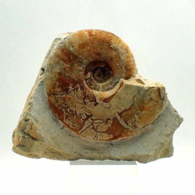 Hecticoceras baneense