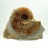 Hecticoceras baneense