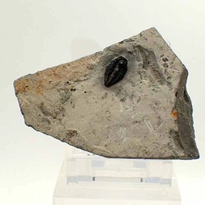 Alokistocare sp. Alokistocare sp.