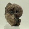 Discoscaphites conradi