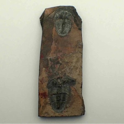 Norinia convexa Norinia convexa