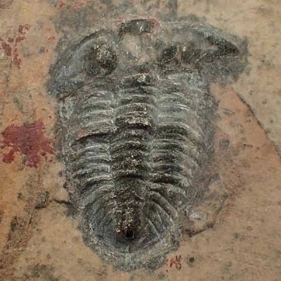 Norinia convexa Norinia convexa