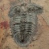  Norinia convexa