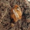  Cerusita