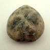 Micraster coranguinum 