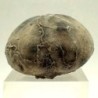  Micraster coranguinum 