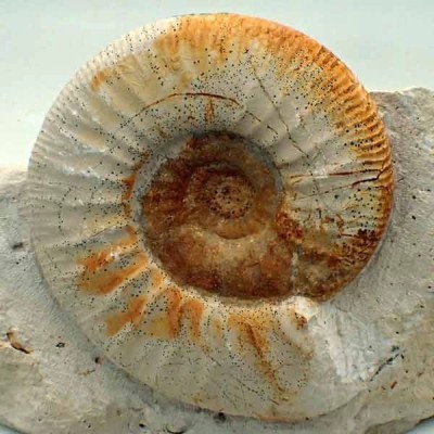  Flabellia villanyensis