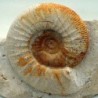  Flabellia villanyensis