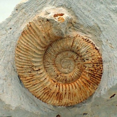 Reineckeia anceps 