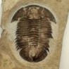  Proasaphiscus rigidus