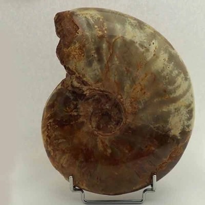  Cleoniceras madagascariense