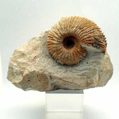  Macrocephalites cossmani