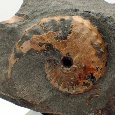 Barroisiceras onilahyense Barroisiceras onilahyense