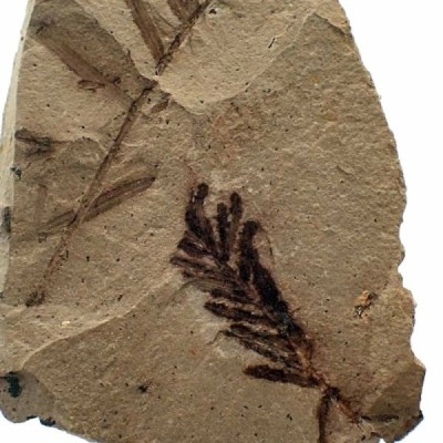 Metasequioa occidentalis Metasequioa occidentalis