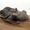  Metacanthina issoumourensis