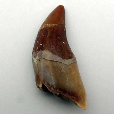 Dorudon atrox (Prozeuglodon) Dorudon atrox (Prozeuglodon)
