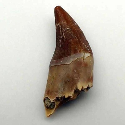 Dorudon atrox (Prozeuglodon) Dorudon atrox (Prozeuglodon)