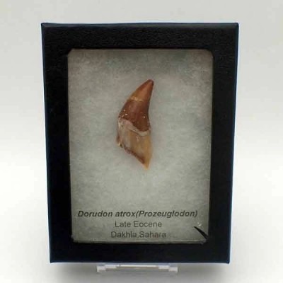 Dorudon atrox (Prozeuglodon) Dorudon atrox (Prozeuglodon)