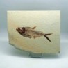 Diplomystus dentatus