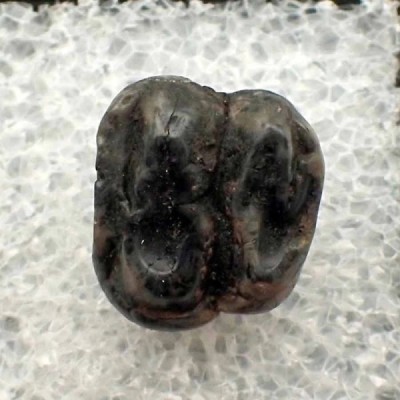 Trichechus sp. Trichechus sp.