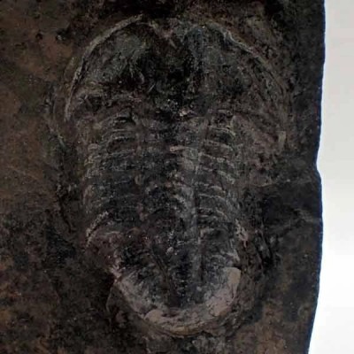  Norinia convexa