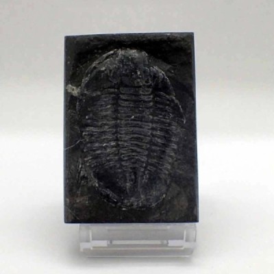 Norinia convexa