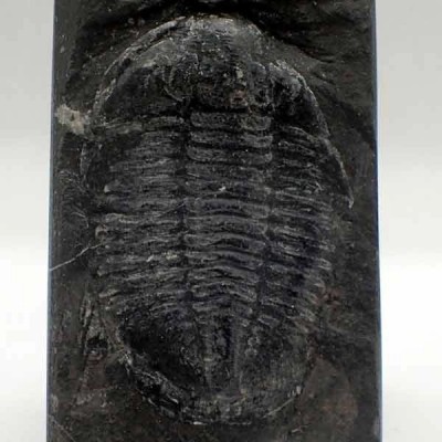  Norinia convexa