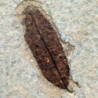 Ailanthus (Simaroubaceae) sp