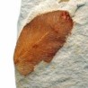  Glossopteris sp