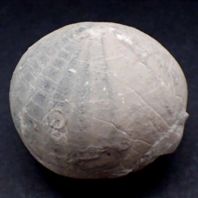 Echinocorys conica