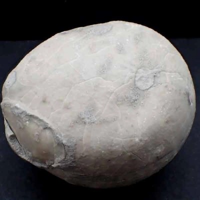  Echinocorys conica