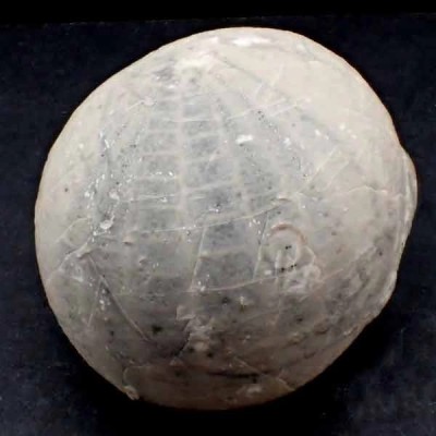  Echinocorys conica