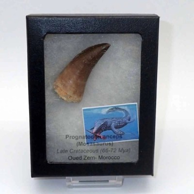 Prognathodon anceps Prognathodon anceps