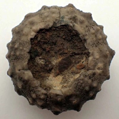 Asterocidaris meandrina Asterocidaris meandrina