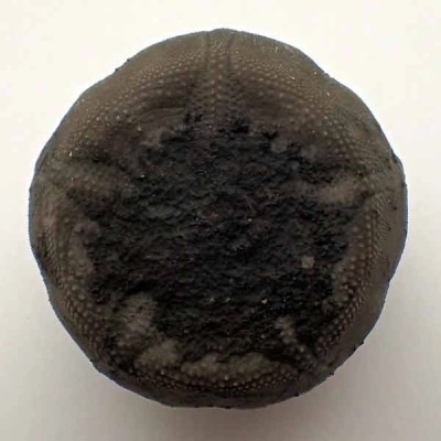 Eucosmus caraboeufi Eucosmus caraboeufi