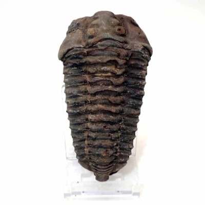 Diacalymene ouzregui