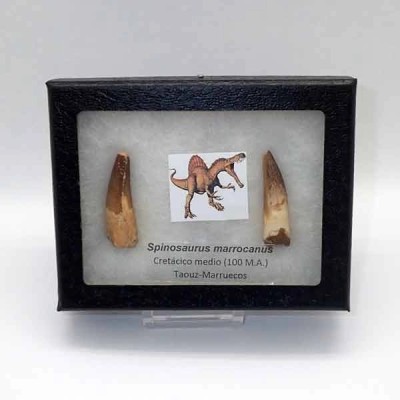  Spinosaurus marrocanus(2)